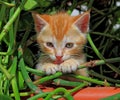 Red tabby kitten peeking out from a plant, licking its paws Royalty Free Stock Photo