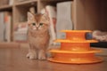 Kitten with orange turntable Cat Toy three layer.
