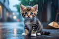 Kitten outside in the rain. Generative AI