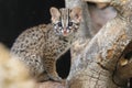 Palawan leopard cat