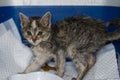 Kitten with panleukopenia at the veterinary clinic