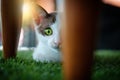 Kitten cat peeking interestingly form behind the sofa legs