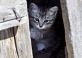 Kitten peeking out from behind the door Royalty Free Stock Photo