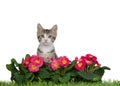 Kitten peeking over pink Primrose flowers Royalty Free Stock Photo