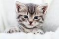 Kitten peeks out holding by paws. Happy Kitten baby looking at camera. Cat Portrait. Grey tabby fluffy kitten hiding behind Royalty Free Stock Photo