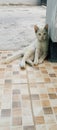 a kitten perches on a pole after being full of food