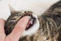 Kitten with permanent teeth erupting