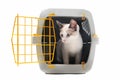 Kitten in pet carrier Royalty Free Stock Photo