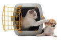 Kitten in pet carrier and chihuahua Royalty Free Stock Photo