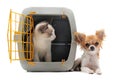 Kitten in pet carrier and chihuahua Royalty Free Stock Photo