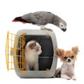 Kitten in pet carrier, parrot and chihuahua Royalty Free Stock Photo