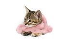 Kitten in Pink Feather Boa Royalty Free Stock Photo