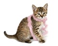 Kitten in Pink Feather Boa Royalty Free Stock Photo