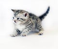 Kitten play. cute kitten small striped.