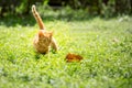 Kitten play outdoor