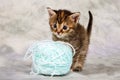 Kitten play with wool Royalty Free Stock Photo