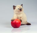 Kitten playing with apple Royalty Free Stock Photo