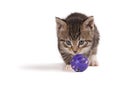 Kitten playing ball. Royalty Free Stock Photo