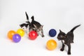 Kitten playing ball coloring Royalty Free Stock Photo