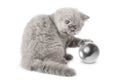 Kitten playing with ball isolated Royalty Free Stock Photo