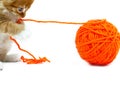 Kitten playing with ball of wool Royalty Free Stock Photo