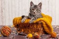 Kitten playing with a ball of wool Royalty Free Stock Photo