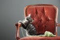 Kitten playing with a ball of wool Royalty Free Stock Photo