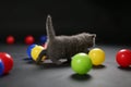 Kitten playing balls Royalty Free Stock Photo