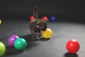 Kitten playing balls Royalty Free Stock Photo