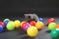 Kitten playing balls Royalty Free Stock Photo