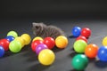 Kitten playing balls Royalty Free Stock Photo