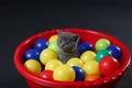 Kitten playing balls Royalty Free Stock Photo