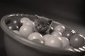 Kitten playing balls Royalty Free Stock Photo