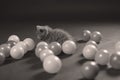 Kitten playing balls Royalty Free Stock Photo