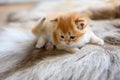 A kitten is playing on a brown fur carpet, front view and close-up. British Shorthair cat, golden, purebred, resting comfortably