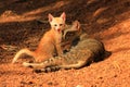 Kitten playing with cat mom