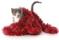 Kitten playing with christmas garland