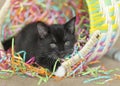 Kitten Playing in Denim Jeans Royalty Free Stock Photo