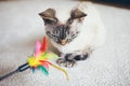 Kitten is playing with colorful feather wand - small Devon Rex kitten and cat toy, close-up. Natural light lifestyle photo,