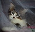 kitten playing with curtains
