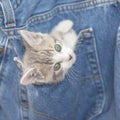 Kitten Playing in Denim Jeans Royalty Free Stock Photo