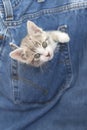 Kitten Playing in Denim Jeans Royalty Free Stock Photo