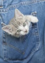 Kitten Playing in Denim Jeans Royalty Free Stock Photo