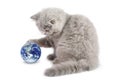 Kitten playing with earth planet isolated Royalty Free Stock Photo