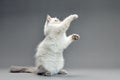 Kitten playing with feather wand - small British kitten gray white color chews cat toy close-up Royalty Free Stock Photo