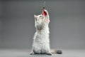 Kitten playing with feather wand - small British kitten gray white color chews cat toy close-up Royalty Free Stock Photo