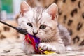 Kitten playing with feather wand, small British kitten gray white color chews cat toy Royalty Free Stock Photo