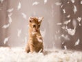 Kitten playing in feathers Royalty Free Stock Photo