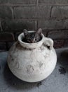 Kitten playing in a flowerpot peek a boo