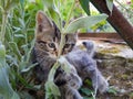 Kitten playing in the garden